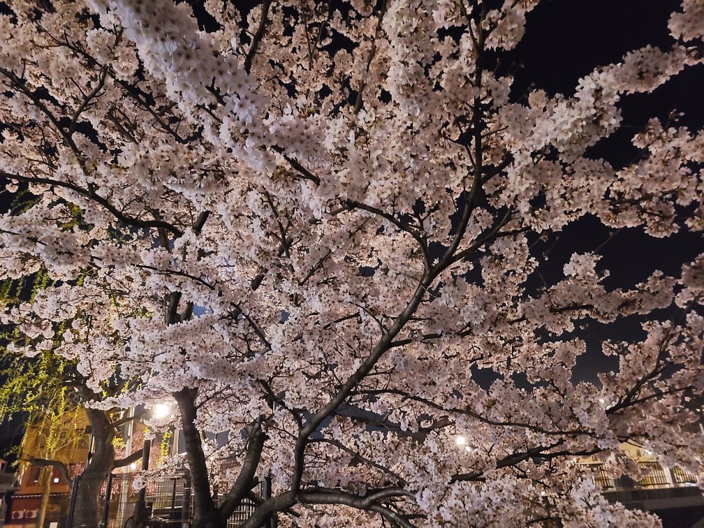 夜桜見物🌸