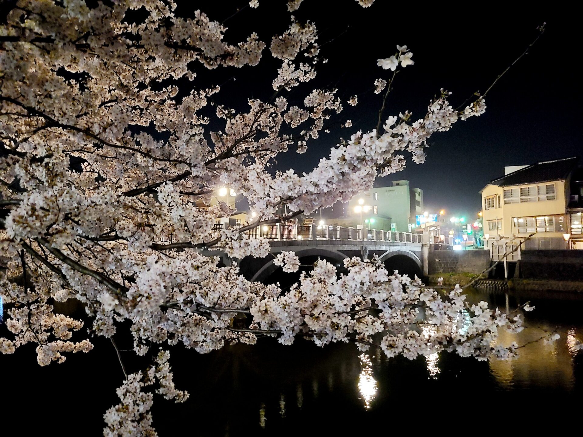 夜桜見物🌸