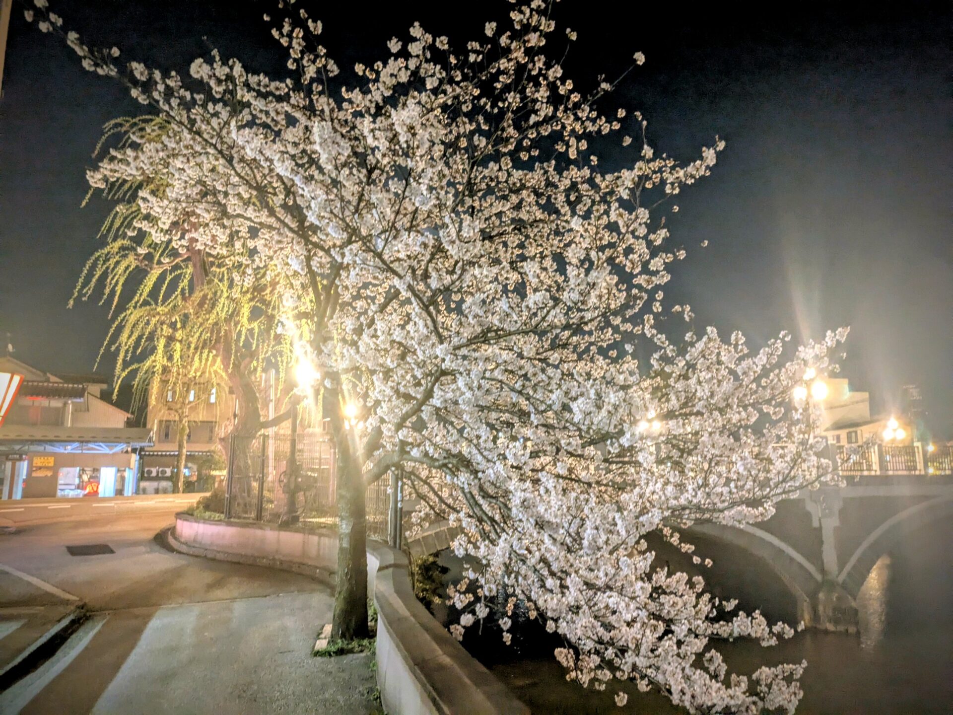 夜桜見物🌸