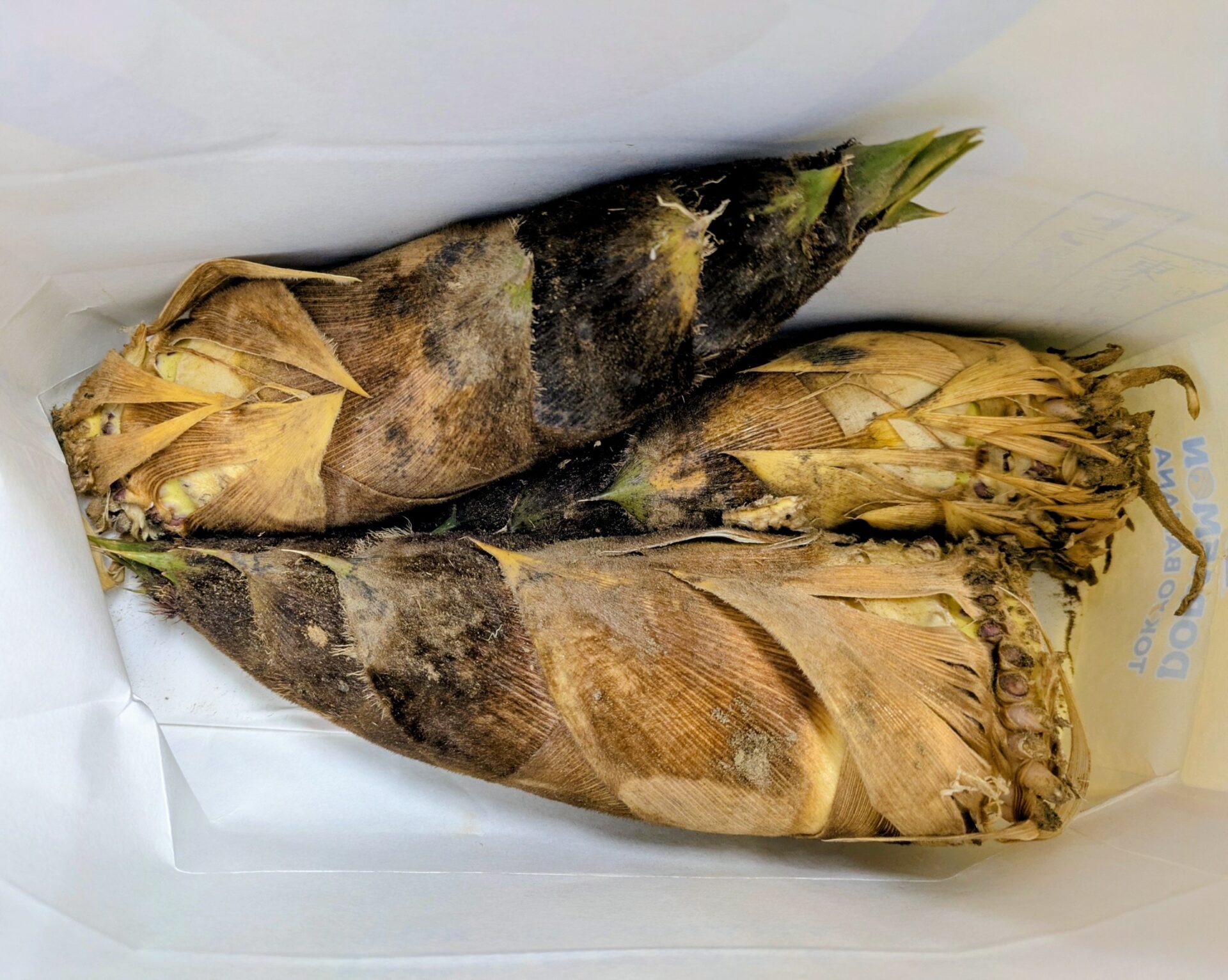 春の食材と言えば・・・